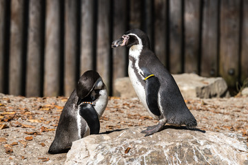 Humboldt-Pinguin - Humboldt penguin