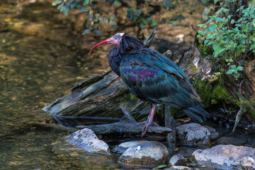 Waldrapp - Geronticus eremita