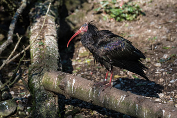 Waldrapp - Geronticus eremita