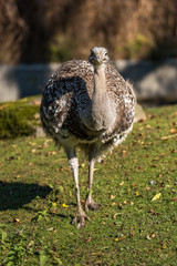 Darwin-Nandu - Rhea pennata