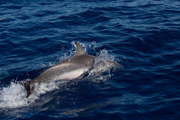 Naklejka premium Wild dolphin showing up its back from water surface.