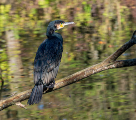 Kormoran - Phalacrocorax carbo