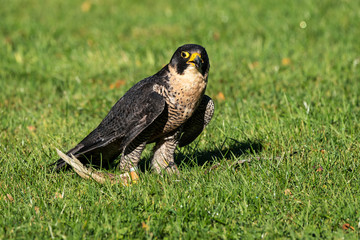 Wanderfalke - Falco peregrinus