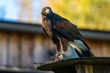 Wüstenbussard - Parabuteo unicinctus
