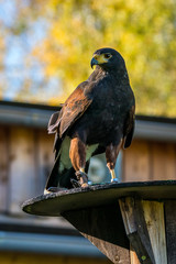 Wüstenbussard - Parabuteo unicinctus