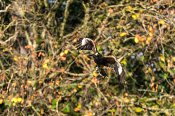 Wüstenbussard - Parabuteo unicinctus