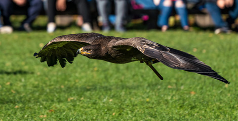 Wüstenbussard - Parabuteo unicinctus