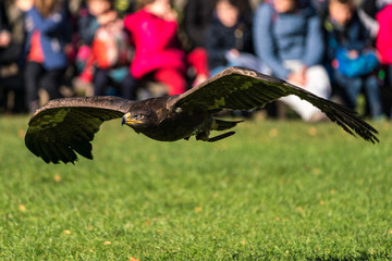 Wüstenbussard - Parabuteo unicinctus