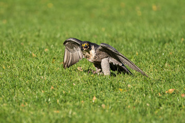 Wanderfalke - Falco peregrinus