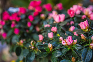 flowers in the garden