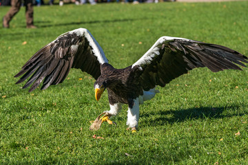 Riesenseeadler - Haliaeetus pelagicus