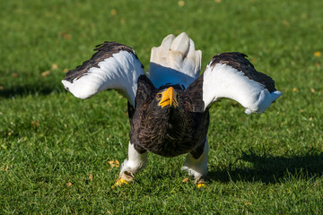 Riesenseeadler - Haliaeetus pelagicus