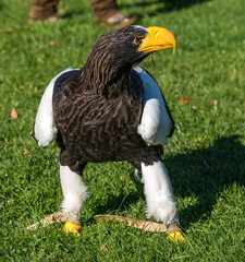 Riesenseeadler - Haliaeetus pelagicus