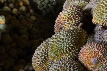 Group of durian in the market. Close up of peeled durian.