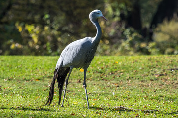 Fototapeta premium Saruskranich - Grus antigone