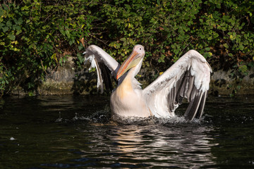 Rosa Pelikan - Pelecanus onocrotalus