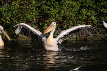 Rosa Pelikan - Pelecanus onocrotalus