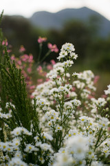 in the great wedding day and beautiful white flowers