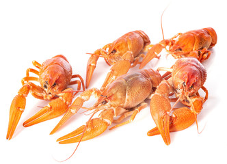 river crayfish