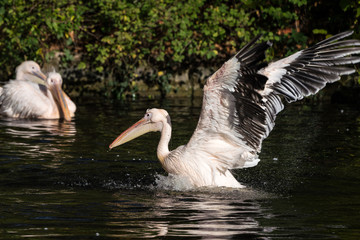Rosa Pelikan - Pelecanus onocrotalus