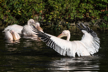 Rosa Pelikan - Pelecanus onocrotalus