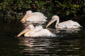 Rosa Pelikan - Pelecanus onocrotalus