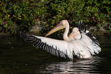Rosa Pelikan - Pelecanus onocrotalus