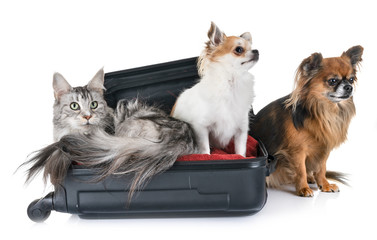 maine coon cat and chihuahua