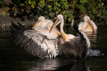 Rosa Pelikan - Pelecanus onocrotalus