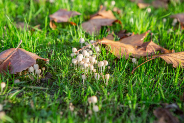 mushroom in grass
