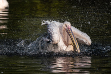 Rosa Pelikan - Pelecanus onocrotalus