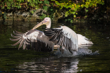 Rosa Pelikan - Pelecanus onocrotalus