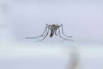 Anopheles sp. is a species of mosquito in the order Diptera, Anopheles sp. in the water for...