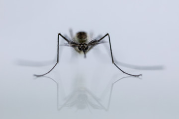Anopheles sp. is a species of mosquito in the order Diptera, Anopheles sp. in the water for...