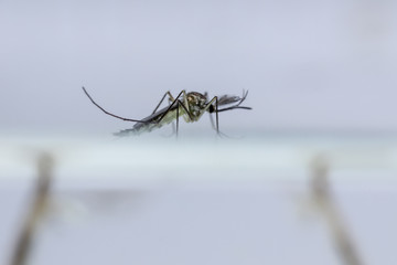 Anopheles sp. is a species of mosquito in the order Diptera, Anopheles sp. in the water for...