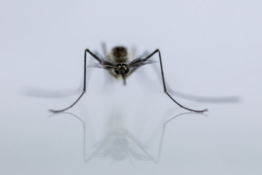 Ecdyson Bilder Durchsuchen 227 Archivfotos, und Videos