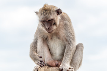 Monkeys in Bali