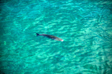 Obraz premium Teneriffa