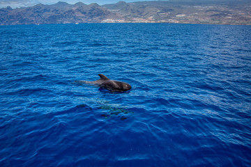 Fototapeta premium Teneriffa