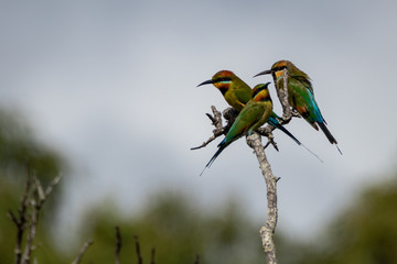 Rainbow Bee Eaters