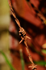 錆びた有刺鉄線