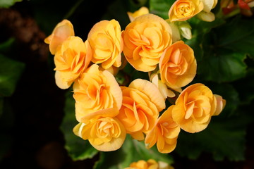 beautiful yellow begonia flower