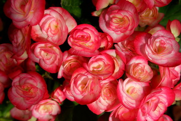 beautiful begonia flower