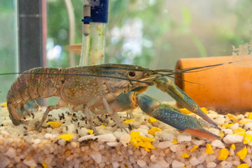 Blue Crayfish (crawfish) walking in aquarium on color gravel.
