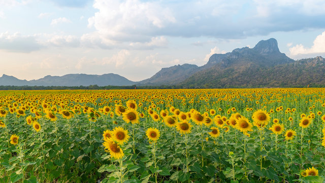 Sunflower field with mountain background