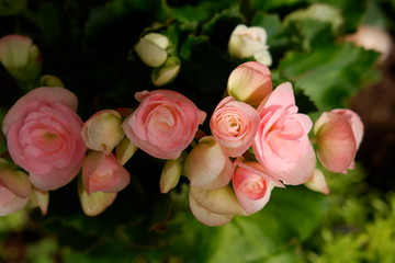 beautiful flower background