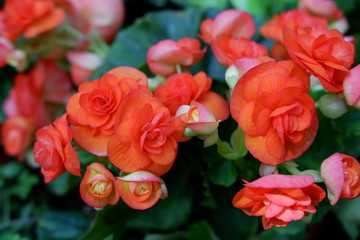red begonia flower