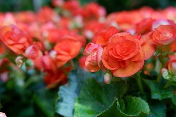 red begonia flower