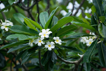 Obraz na płótnie Canvas ニューカレドニアの花