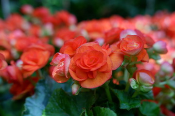 red begonia flower